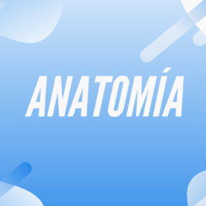 ANATOMÍA